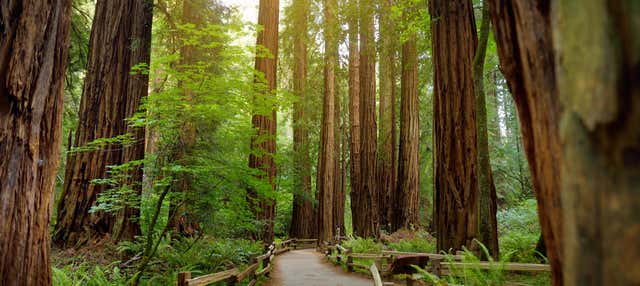 Muir Woods & Sausalito Tour